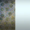 Cuir manchette Les Georgettes 25mm_x005f_x000D_disco / perle bleu